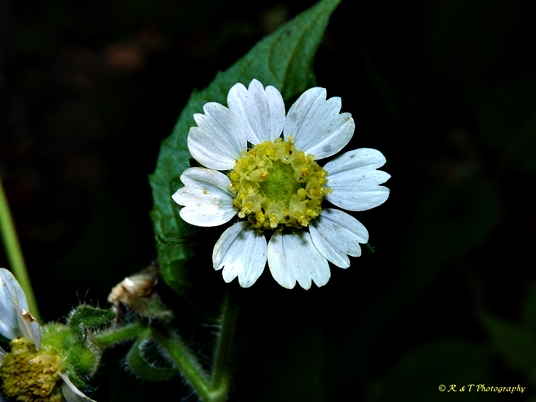 {Polymnia canadensis}